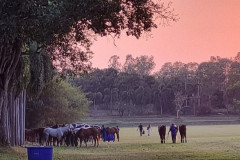POLO event Pattaya Jan 2024