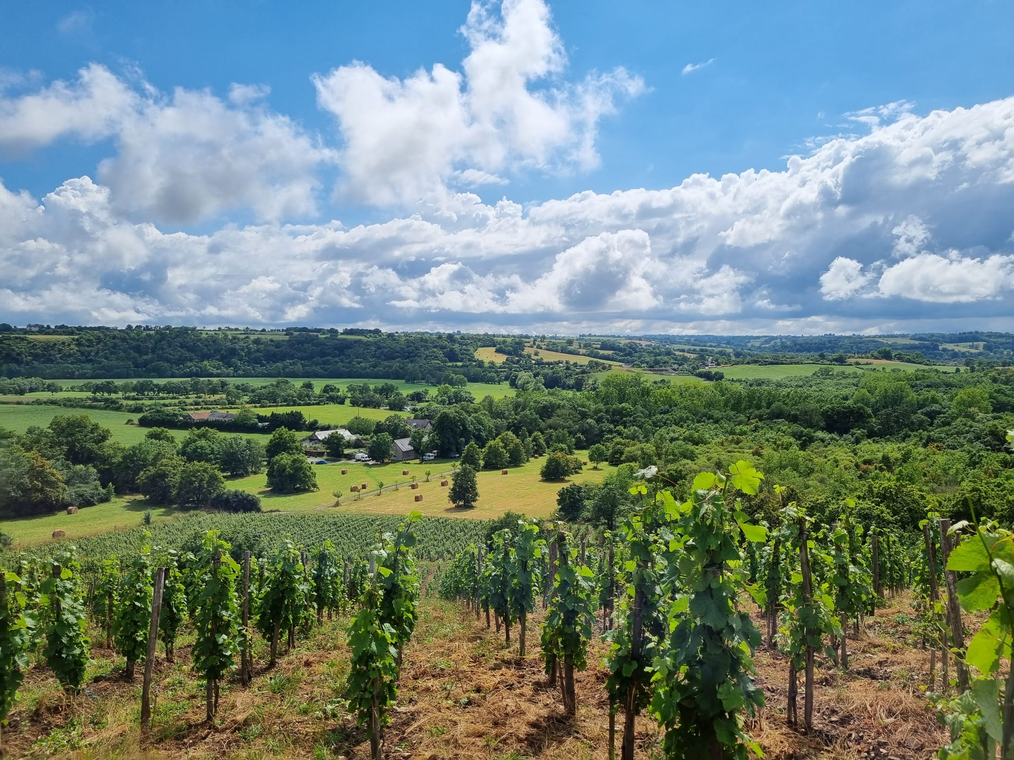 The wines of the Loire Valley