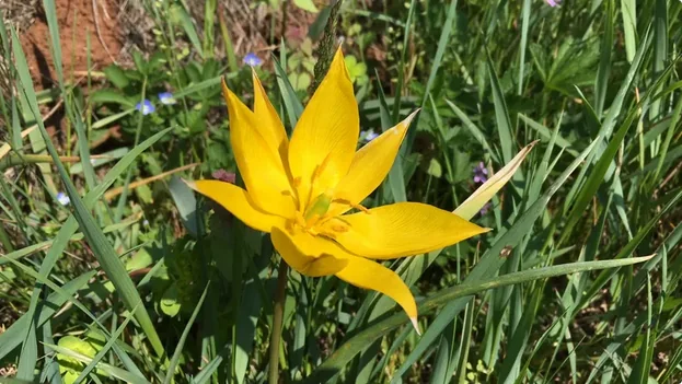 Close-up of a single yellow wild tulip flower among green grass in a natural setting