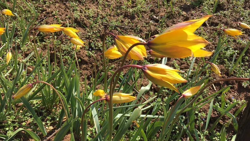 Cluster of yellow wild tulip flowers growing together in soil outdoors