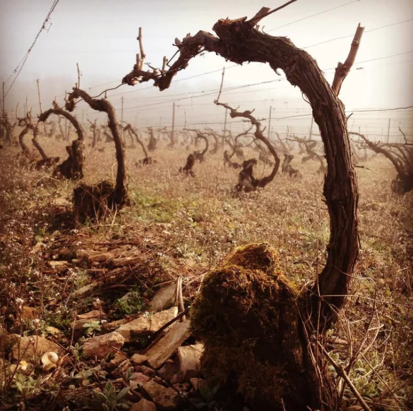 Vineyard with leafless grapevines and stone-covered ground in soft light