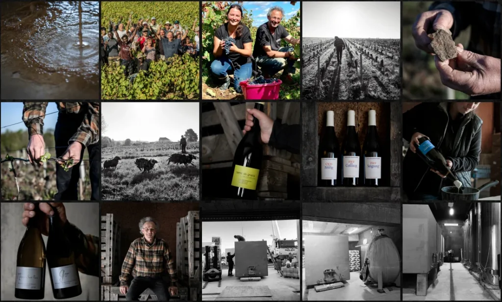 Collage of twenty photos depicting vineyard activities, grape harvesting, bottles, and a cellar