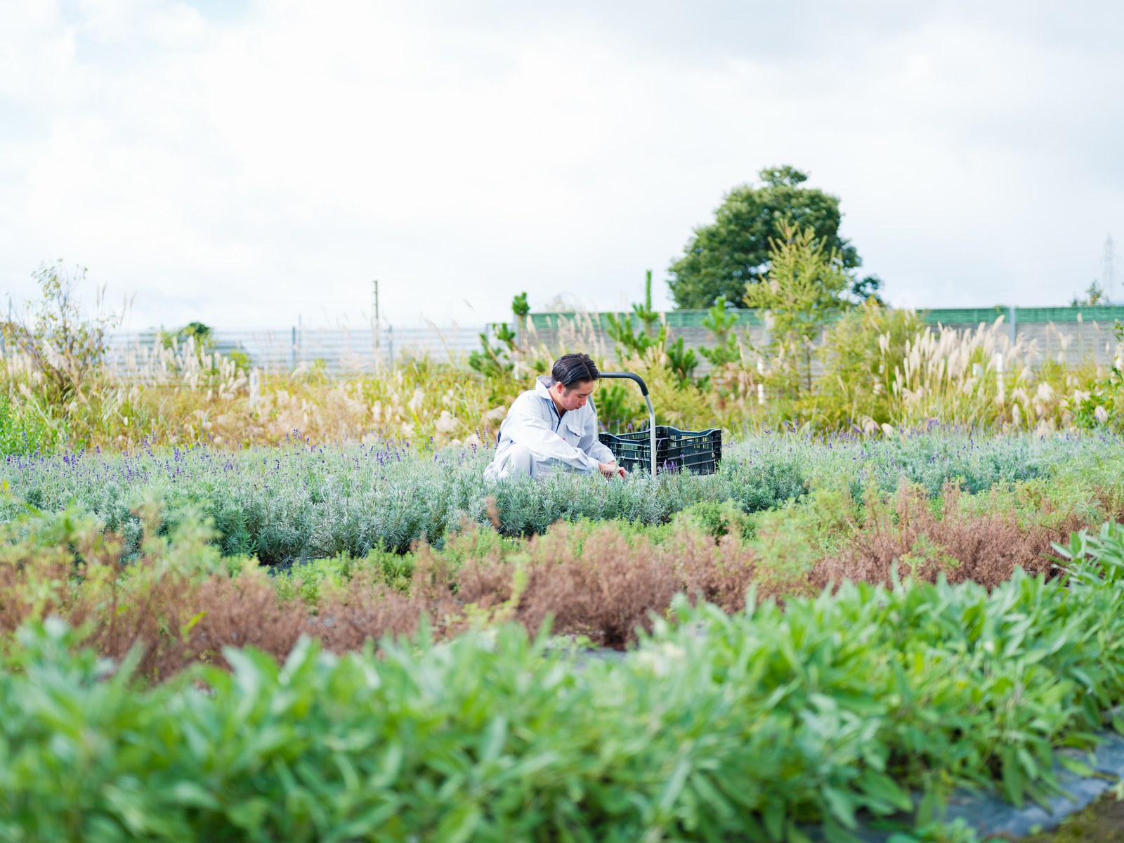 Kazuma Oikawa harvesting herbs on the distillery's own land in Kanegasaki, Iwate