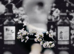 Moving dot illustration of the bottle photo from “Sakurao and Togouchi, The Elegance of Twin Terroirs”; a drifting circle reveals the original picture