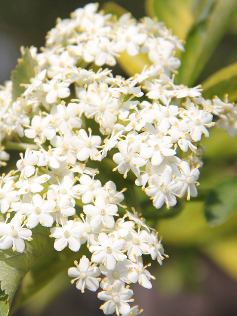 Close-up of a cluster of small white elderflowers