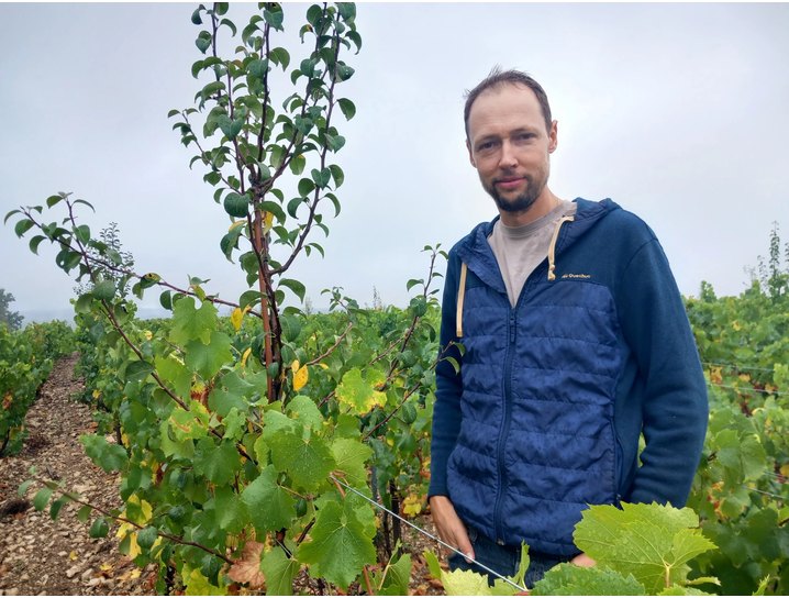 A young fruit tree growing between rows of vines at Domaine Bruno Dangin, with a winegrower standing beside it