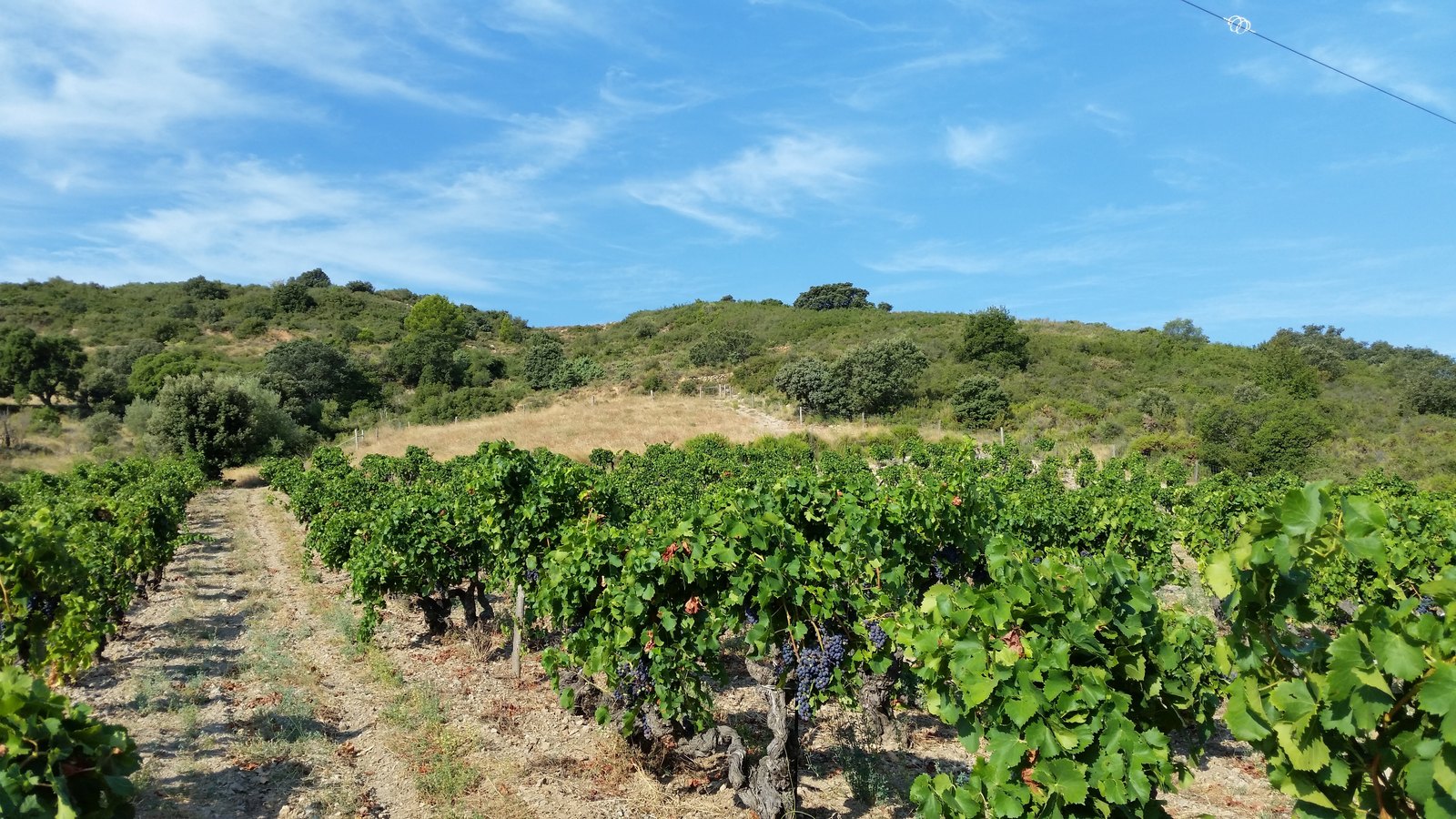 Rows of old Grenache vines with dark grape bunches at Domaine Gauby, set against hills covered with garrigue under a blue sky