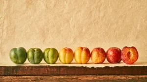 Still life of ume fruits arranged by ripeness, from green to yellow to red, with a halved red fruit at the end of the row