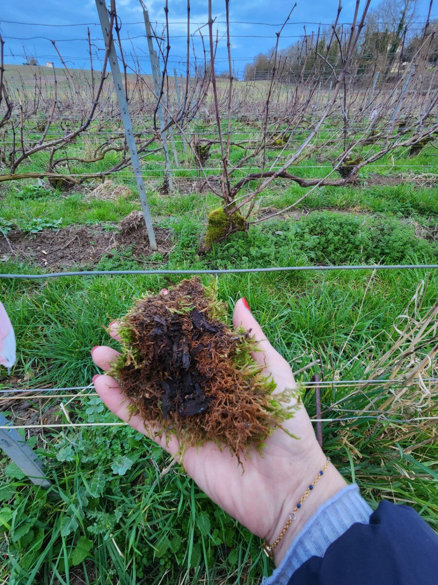 Visit - Champagne Vincent Charlot